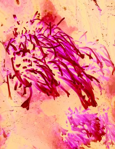 EMERGENCE (2017)